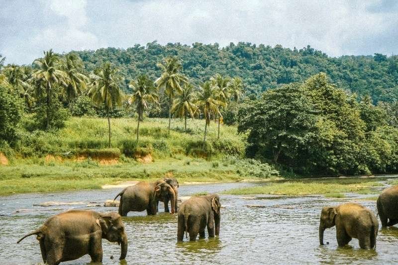 Sri Lanka Bets Tour packages